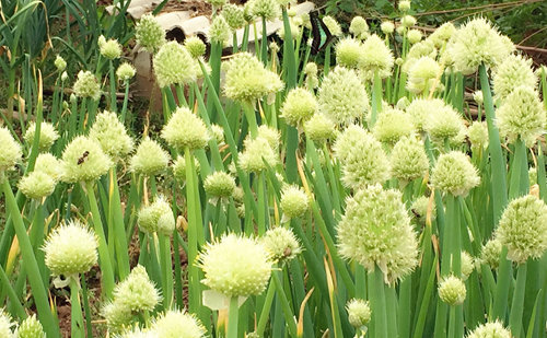 设施蔬菜全生育期绿色生产技术观摩交流会在陕西大荔召开